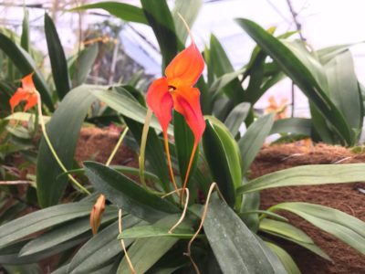 Orchid Ecuagenera